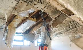 Best Mold Remediation for Vacation Homes  in Franklin, LA